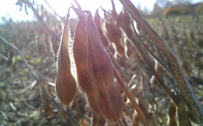 四釜農園のオススメお豆4種セット≪各300g×4種≫