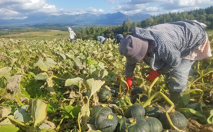 四釜農園のオススメかぼちゃ10kgセット≪6種以上≫