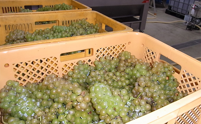 多田農園 多田ワイン 750ml 2本セット（ピノ・ノワール／シャルドネ）