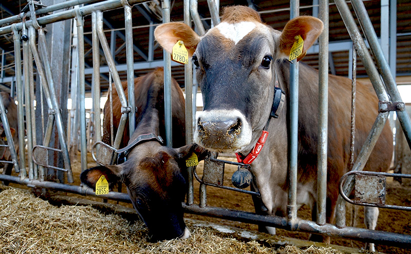 牧場直送ジャージーミルク12個BOX 北海道 上富良野町 アイス アイスクリーム ジェラート デザート ギフト 贈呈 贈り物 ミルク 生乳 牛乳