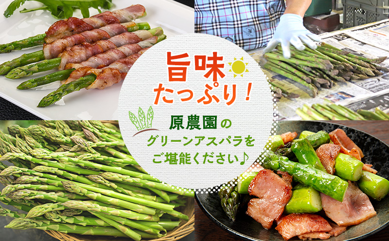 【2026年分先行予約】 アスパラ 専門農家 の 特選 グリーン アスパラ 2kg M アスパラガス 原農園 あすぱら 野菜 北海道 上富良野町 グリーンアスパラ