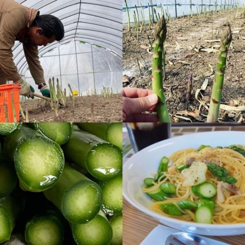 上富良野産 アスパラと春の山菜セット アスパラガス アスパラ 野菜 山菜 北海道