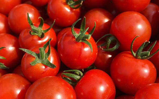 【2025年7月下旬頃から発送】特別栽培＆JGAP認証農場　かみふらの産朝採れミニトマト1.5kg