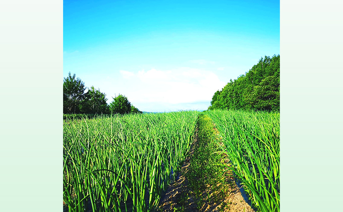 2025年産　秋のオーガニックお野菜セット1～2人用