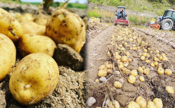 【北海道上富良野町産】しんや農園のじゃがいも「とうや5kg & 男爵5kg」 計10kg