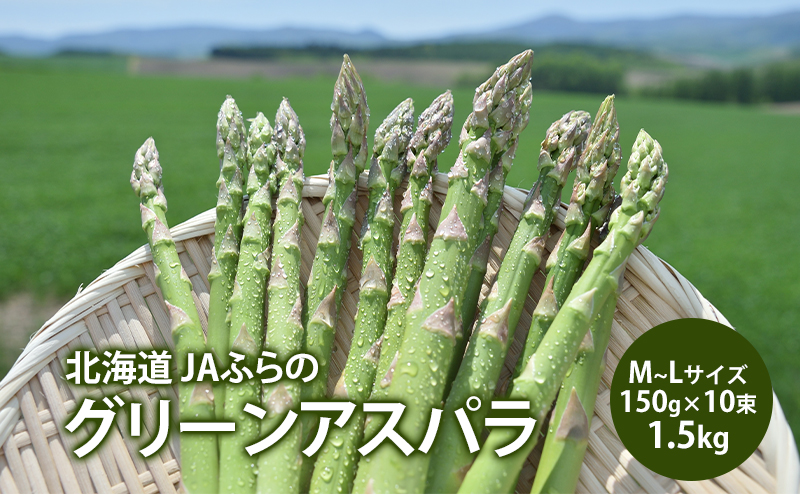 【令和7年産】アスパラガス グリーンアスパラ 1.5kg M～L アスパラ あすぱら 野菜 北海道 上富良野町 ふらの農業協同組合