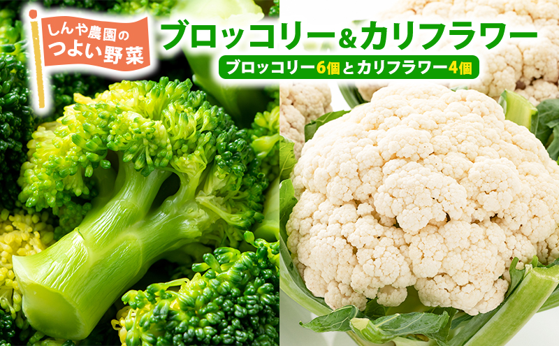 【令和7年産】しんや農園の 野菜「ブロッコリー6個 & カリフラワー4個」 旬の野菜 北海道産 北海道野菜 国産 国産野菜 グルメ 食材 新鮮 新鮮野菜