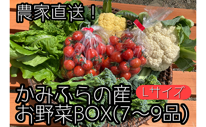 【2025年9月中旬頃から発送】農家直送！ミニトマト500g入り！かみふらの秋の味覚ボックスL（7～9品入り）