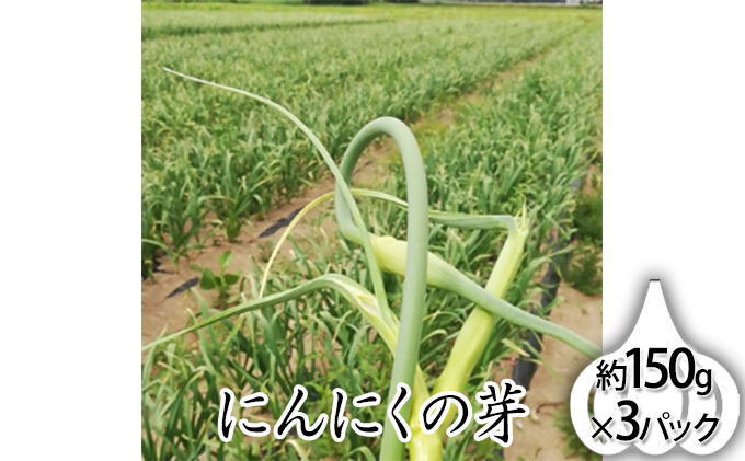 北海道上富良野町産[希少]にんにくの芽約150g×3パック