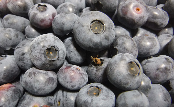 自家農園産・冷凍ブルーベリー1kg（500g×2袋） 北海道 南富良野町 ブルーベリー 果実 冷凍 大容量 冷凍ブルーベリー