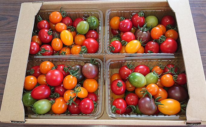 カラフル ミニトマト セット 1kg ≪北海道南富良野産≫ 北海道 南富良野町 2026年発送 先行予約 トマト 詰合せ ミックス ミックストマト