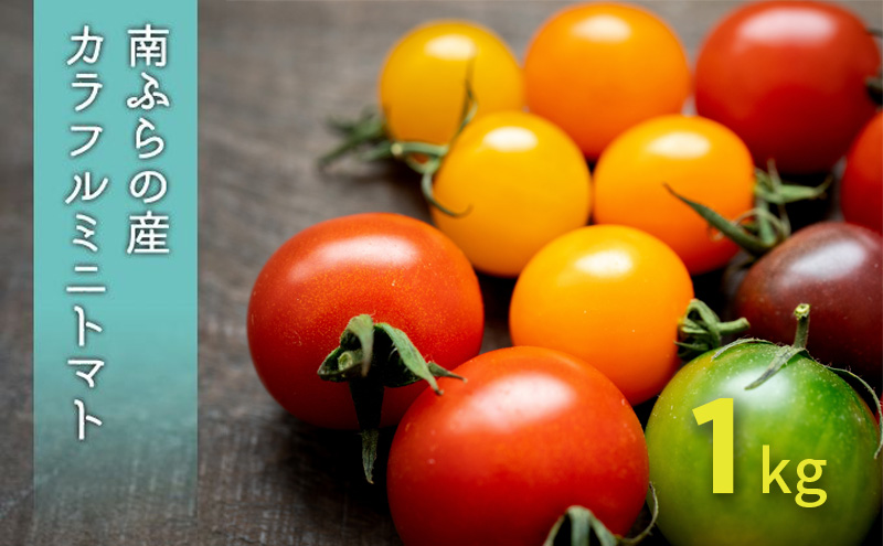 カラフル ミニトマト セット 1kg ≪北海道南富良野産≫ 北海道 南富良野町 2026年発送 先行予約 トマト 詰合せ ミックス ミックストマト
