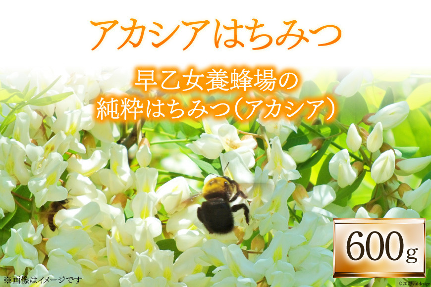 ハチミツ 600g×1 [レークサイド桜岡 北海道 剣淵町 14656150] はちみつ 蜂蜜 国産 アカシア