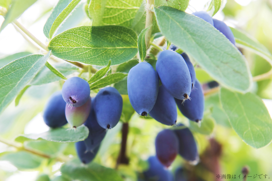 ハスカップ入り 蜂蜜酒 375ml×1本 [エンジョイ道北 北海道 剣淵町 14656350] 酒 お酒 おさけ はちみつ酒 ハスカップ アルコール はちみつ