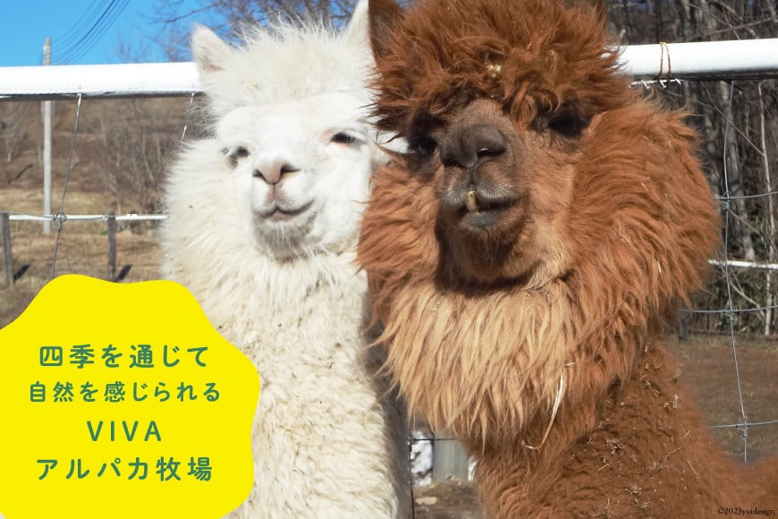 アルパカの毛 [ビバカンパニー 北海道 剣淵町 14656230]