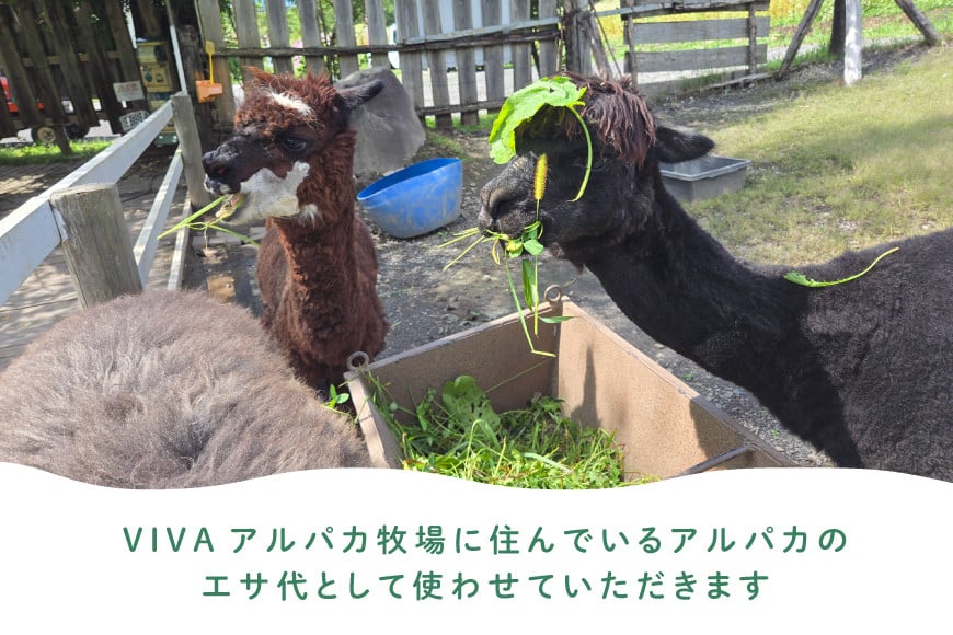 アルパカのエサ [ビバカンパニー 北海道 剣淵町 14656231]