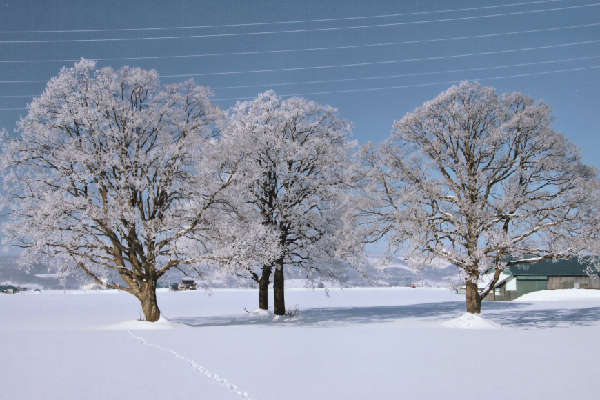 とり 大雪焼 プレーン グルメスパイス 辛味 カレー味 親鶏プレーン 親鶏粒コショー味 各70g×6袋 [ゴトウくんせい 北海道 剣淵町 14656354] 肉 鶏肉 とり チキン スモークドチキン スパイス カレー コショウ 燻製 辛口