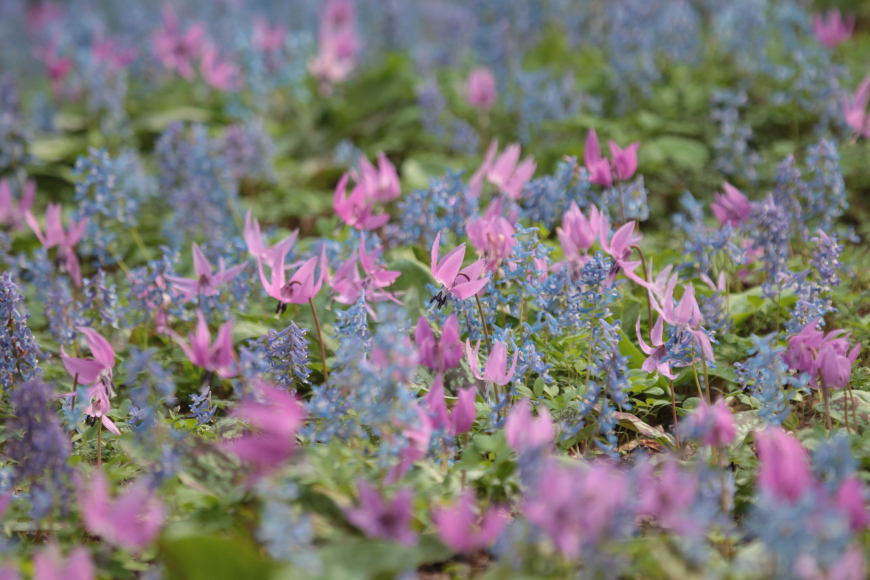 とり 大雪焼 親鶏 プレーン 70g×6袋 [ゴトウくんせい 北海道 剣淵町 14656356] 肉 鶏肉 とり チキン スモークドチキン プレーン 燻製