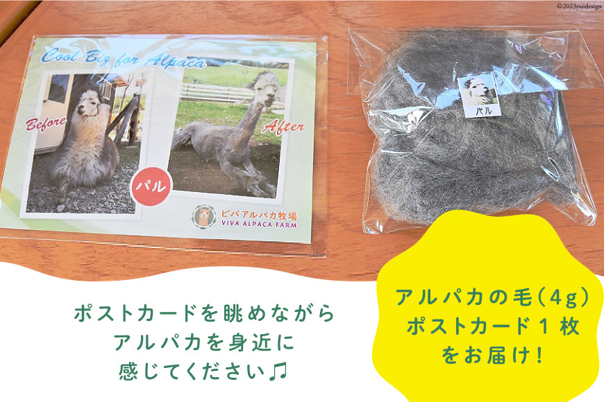 アルパカの毛 [ビバカンパニー 北海道 剣淵町 14656230]