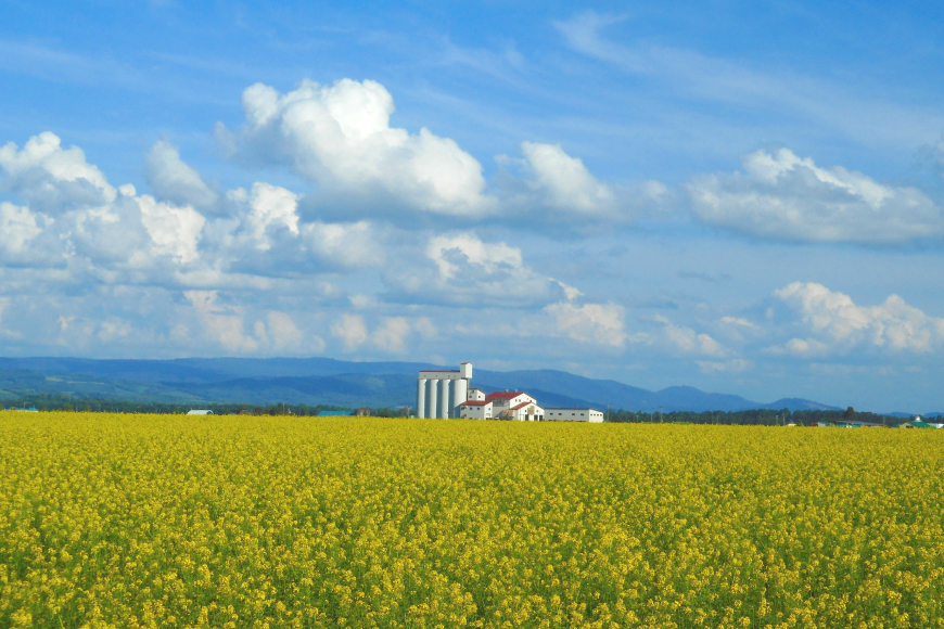 とり 大雪焼 辛味 70g×6袋 [ゴトウくんせい 北海道 剣淵町 14656358] 肉 鶏肉 とり チキン スモークドチキン 燻製 辛口
