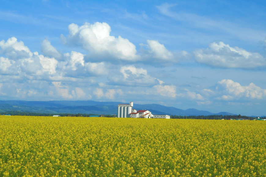 とり 大雪焼 グルメスパイス 70g×6袋 [ゴトウくんせい 北海道 剣淵町 14656359] 肉 鶏肉 とり チキン スモークドチキン スパイス 燻製 辛口