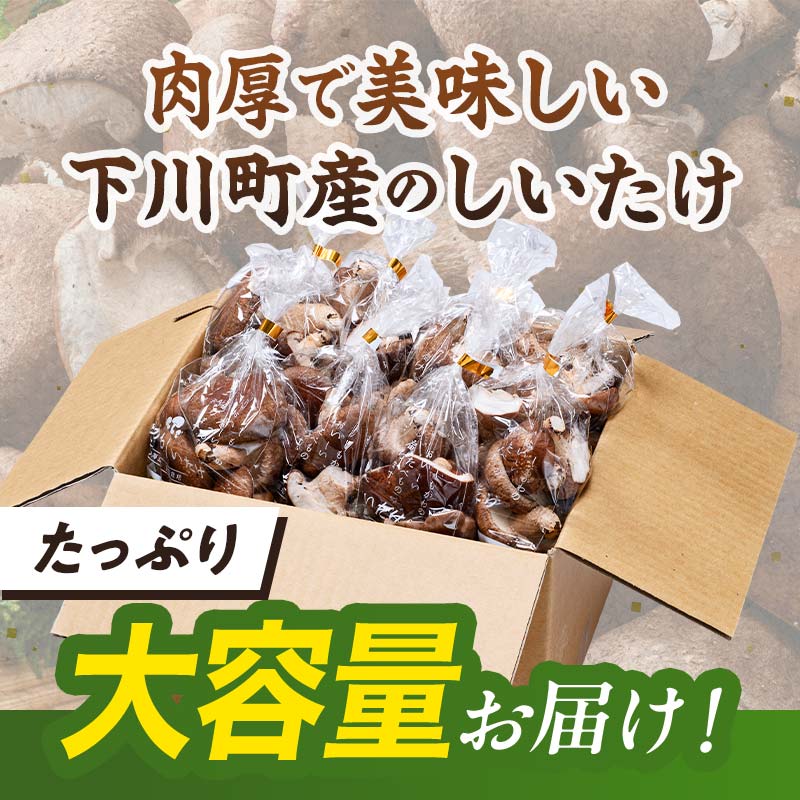 【2026年9月発送】 生しいたけ【形が悪いなどの訳あり品】1.6kg（200g×8袋） F4G-0325