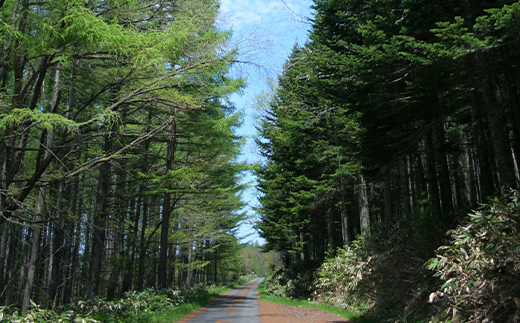 【返礼品なし】森と人を未来へつなぐ、下川町の挑戦（2000円分） 森 森林 環境保全 下川町 F4G-0330