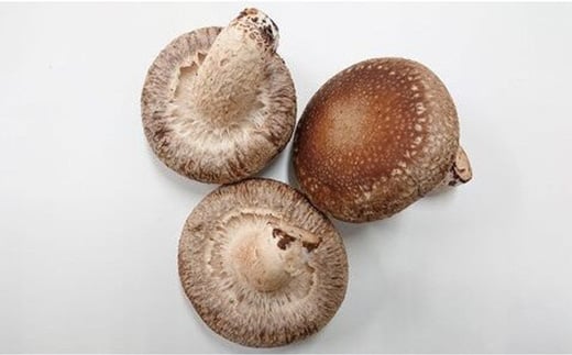 簡易包装 生しいたけ【Lサイズ・傘の開きが小さい】2kg 軸太 肉厚 椎茸 シイタケ 野菜 やさい 故郷 ふるさと 納税 北海道 下川町 直径約6cm F4G-0024