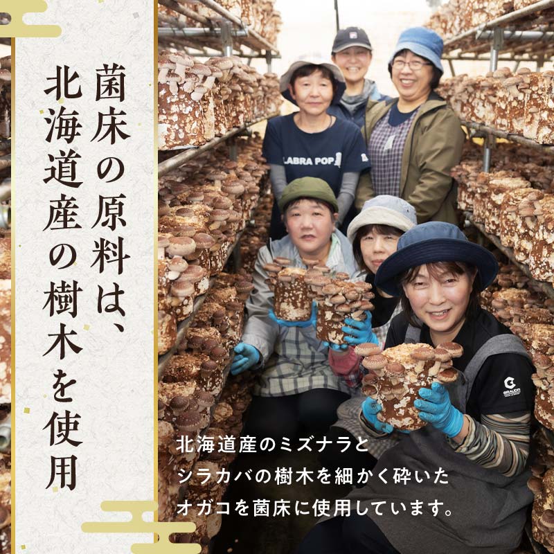 【2026年7月発送】 生しいたけ【形が悪いなどの訳あり品】1.6kg（200g×8袋） F4G-0323