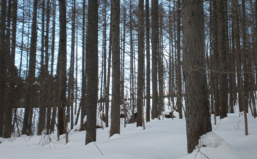 【返礼品なし】森と人を未来へつなぐ、下川町の挑戦（2000円分） 森 森林 環境保全 下川町 F4G-0330