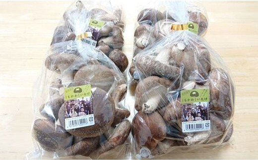 簡易包装 生しいたけ【Lサイズ・傘の開きが小さい】2kg 軸太 肉厚 椎茸 シイタケ 野菜 やさい 故郷 ふるさと 納税 北海道 下川町 直径約6cm F4G-0024