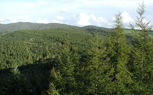 【返礼品なし】森と人を未来へつなぐ、下川町の挑戦（50000円分） 森 森林 環境保全 下川町 F4G-0333