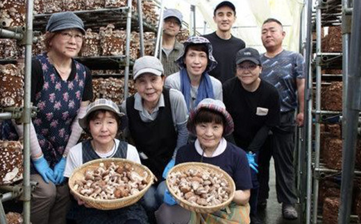 簡易包装 生しいたけ【Lサイズ・傘の開きが小さい】2kg 軸太 肉厚 椎茸 シイタケ 野菜 やさい 故郷 ふるさと 納税 北海道 下川町 直径約6cm F4G-0024