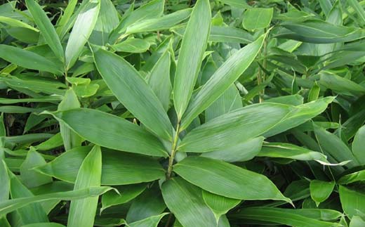 食物繊維サプリ ササロン 約324g入り（約2ヶ月分） 食物繊維 カルシウム 健康 栄養 バランス F4G-0254