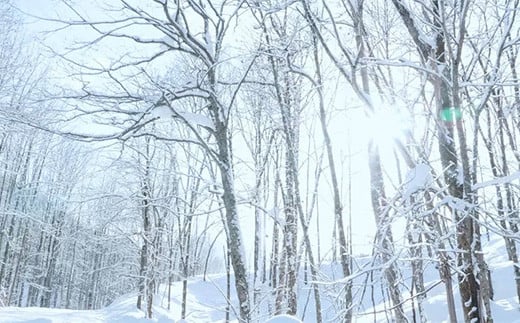 数量限定 EZOUSAGI 北海道産 スイートコーン リキュール 500ml 40度  F4G-0126