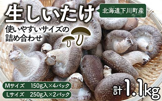 生しいたけ【使いやすいサイズの詰め合わせ】1,1kg Mサイズ(150g×4パック) Lサイズ(250g×2パック) 軸太 肉厚 椎茸 シイタケ 野菜 ふるさと 納税 国産 北海道産 F4G-0013