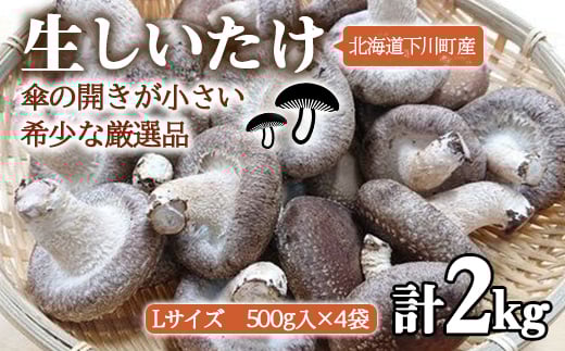 簡易包装 生しいたけ【Lサイズ・傘の開きが小さい】2kg 軸太 肉厚 椎茸 シイタケ 野菜 やさい 故郷 ふるさと 納税 北海道 下川町 直径約6cm F4G-0024