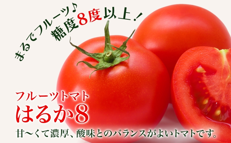 【2026年発送】 糖度8度以上 フルーツトマト はるか8（エイト） 20～30玉 トマト 野菜 夏 野菜 旬 甘い 濃厚 果物 フルーツ 高糖度 新鮮 産地直送 北海道 美深町