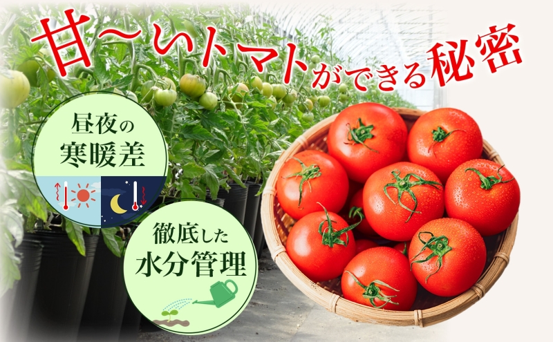 【2026年発送】 糖度8度以上 フルーツトマト はるか8（エイト） 10～15玉 トマト 野菜 夏 野菜 旬 甘い 濃厚 果物 フルーツ 高糖度 新鮮 産地直送 北海道 美深町