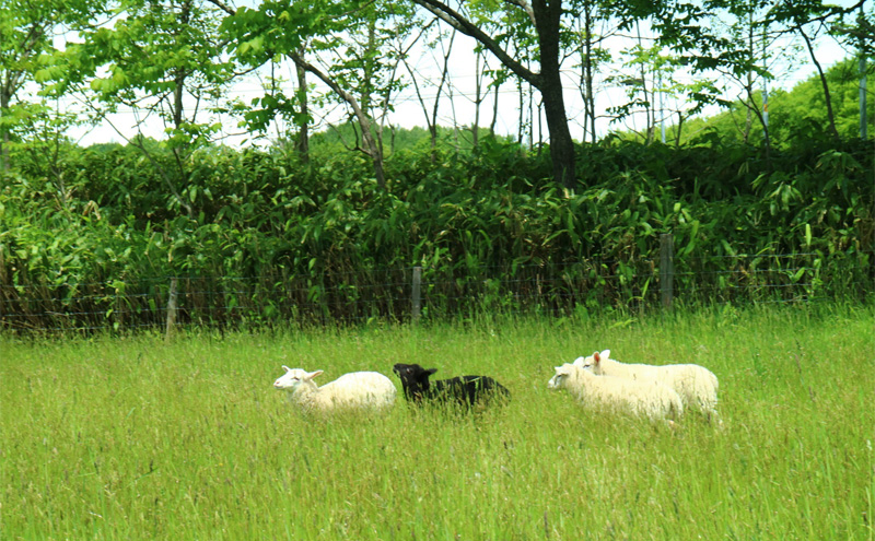 クリスマス 羊毛リース（直径約30cm）【北海道美深】 季節商品 クリスマス用品 クリスマスリース イベントグッズ