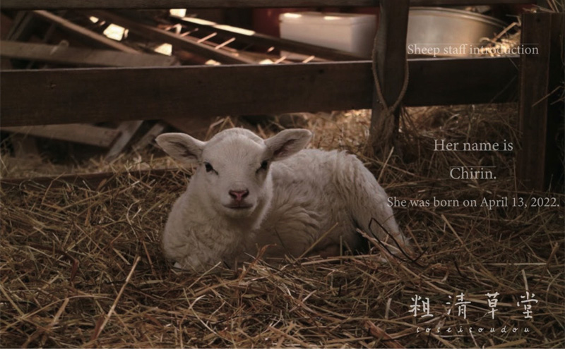 クリスマス 羊毛リース（直径約30cm）【北海道美深】 季節商品 クリスマス用品 クリスマスリース イベントグッズ