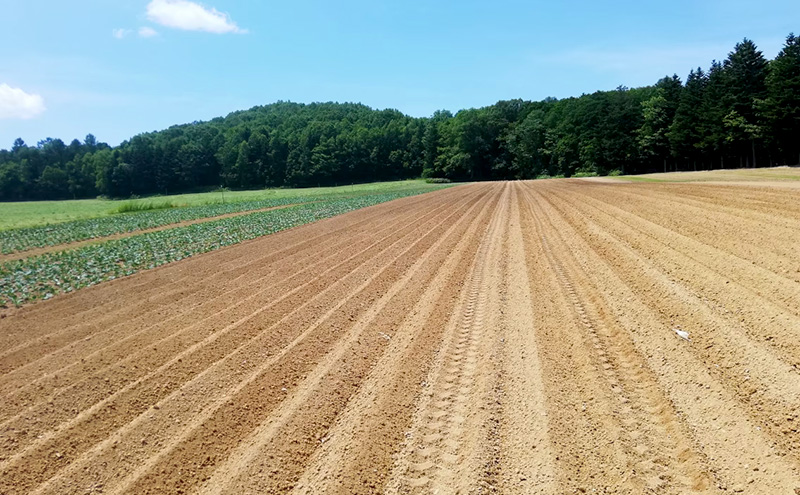 北海道 美深産 とろける甘さの「恋するマロン」冷凍 カットかぼちゃ 1kg(500g×2袋)農の彩北おんねない［KI農園］【 野菜 南瓜 かぼちゃ 栗かぼちゃ カボチャ 惣菜 おかず 】