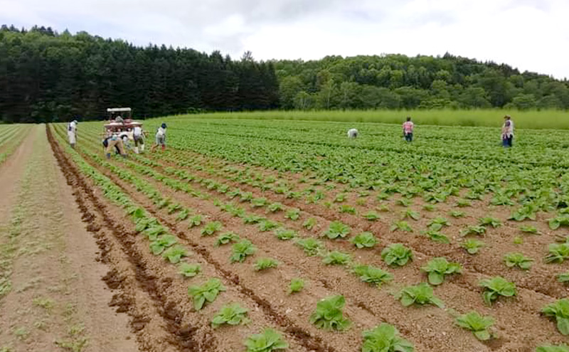北海道 美深産 とろける甘さの「恋するマロン」冷凍 カットかぼちゃ 1kg(500g×2袋)農の彩北おんねない［KI農園］【 野菜 南瓜 かぼちゃ 栗かぼちゃ カボチャ 惣菜 おかず 】