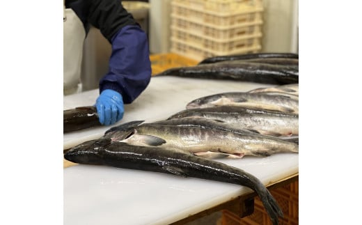 ペット用 シャケジャーキー 〜 森魚 モリオ 〜