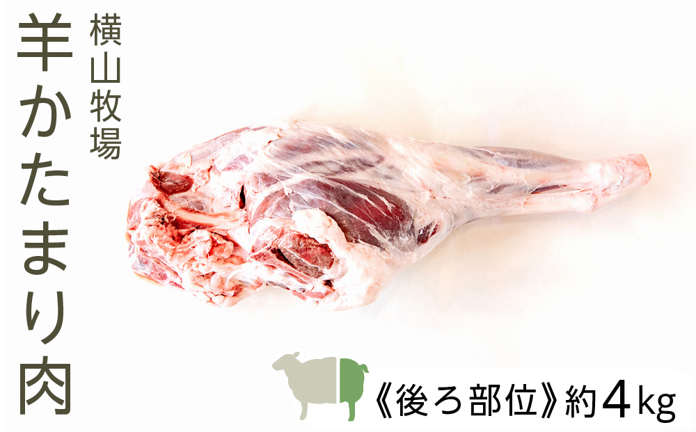 【北海道中川町】<横山牧場 やまのよこのひつじ>6分割【後ろ部位】放牧育ち ホゲット肉 国産 希少 羊肉 塊肉 骨付き モモ スネ ランプ お肉 肉 焼肉 プレミアム