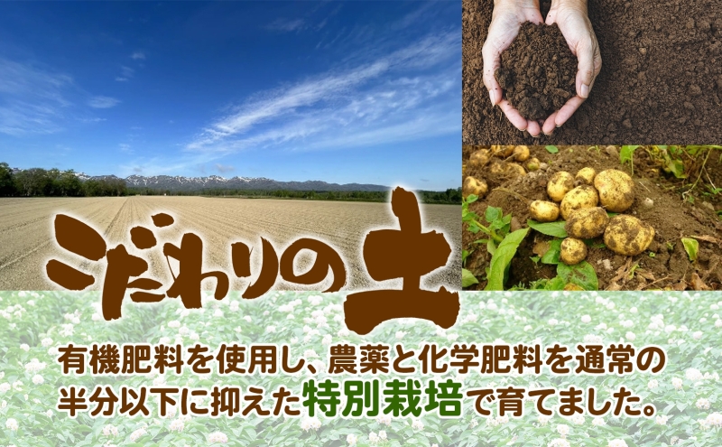  ＜2024年秋以降出荷＞ 北海道 かぼちゃ 蔵の匠 6個～8個 約10kg カボチャ 南瓜 パンプキン 旬 野菜 根菜 農作物 緑黄色野菜 北海道産 国産 人気 お取り寄せ 産地直送 北海道産