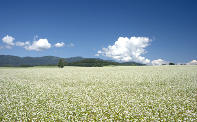 半生そば・干しそば詰合せ02 北海道幌加内