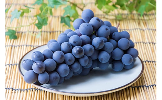 7-010-015　ぶどう（スチューベン）2kg（10月～発送）【マルゼ