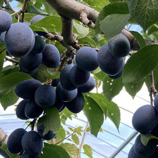7-012-035　秋香園のおまかせプルーン2.2kg（8月下旬～発送）