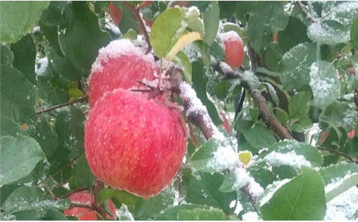 7-020-008　山口さんちのりんご（サンふじ） 10kg【1月発送】